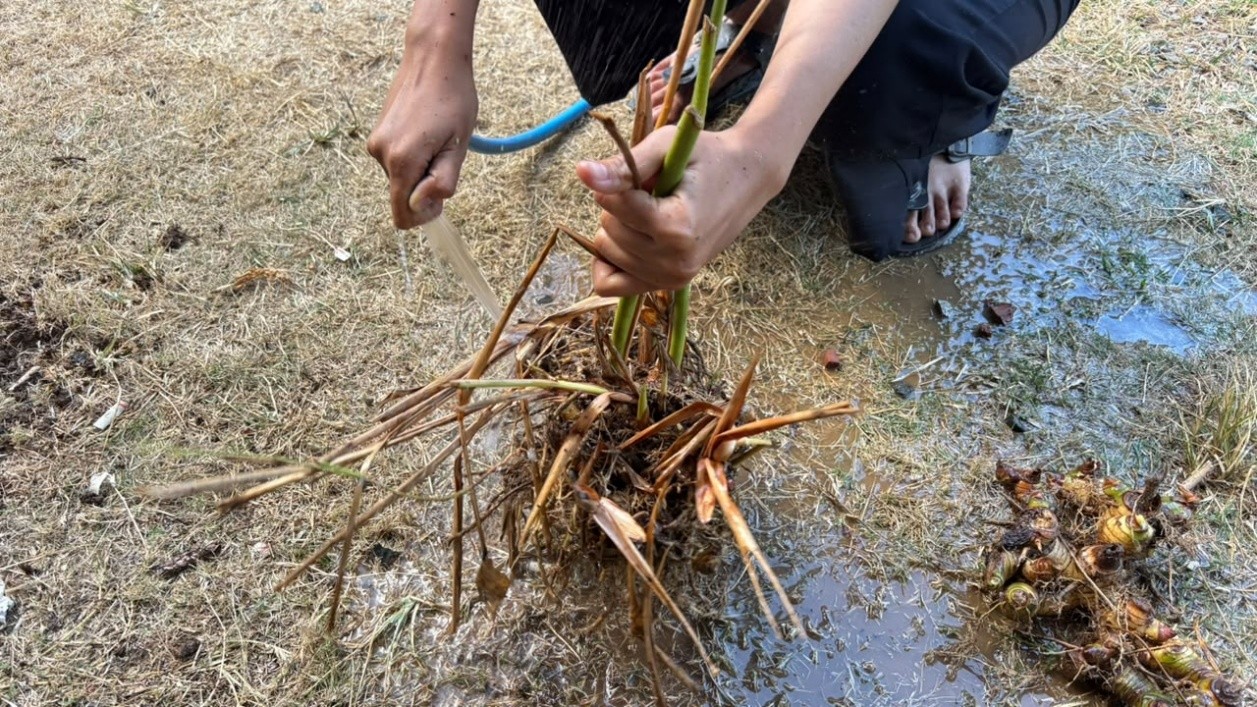 Rimpang lengkuas yang telah dibersihkan dan siap diolah