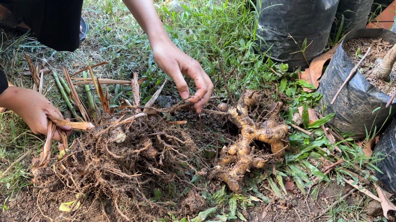 Rimpang lengkuas yang sedang diolah menjadi biopestisida