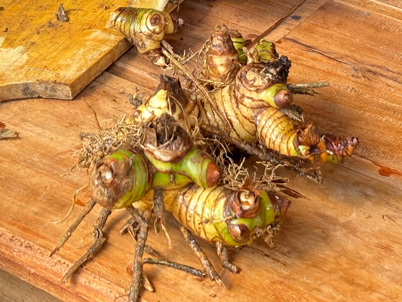 Rimpang Lengkuas