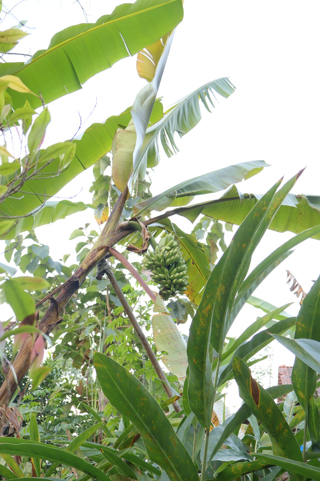Pisang